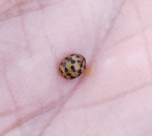 24-spot Ladybird
