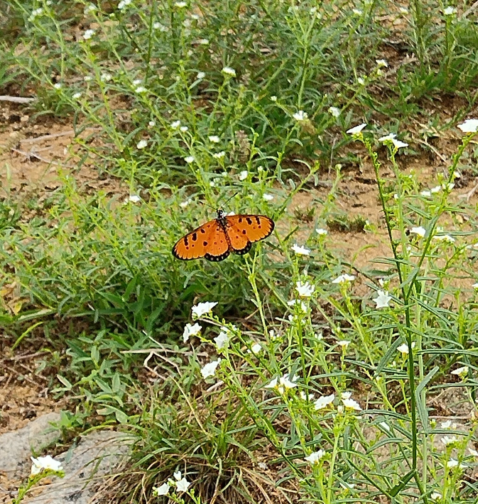 Tawny Coster