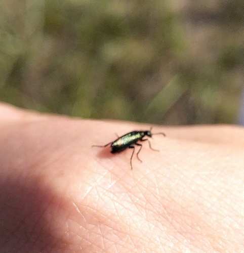 Mylabris bivulnera