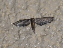 Protoproutia laredoata