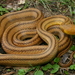 Eastern Ratsnake - Photo (c) Michael Price, some rights reserved (CC BY-NC-ND), uploaded by Michael Price