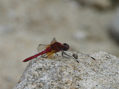 Sympetrum speciosum
