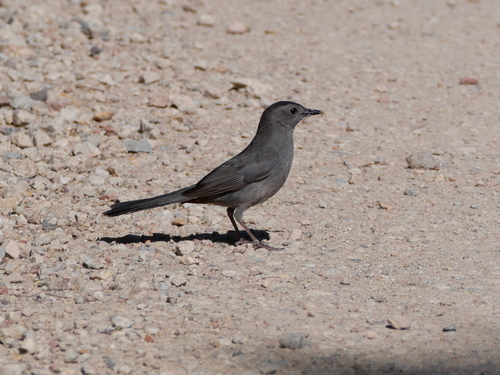 Gray Catbird photographed in Colorado