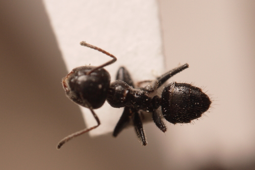 Colobopsis horripilusColobopsis horripilus
