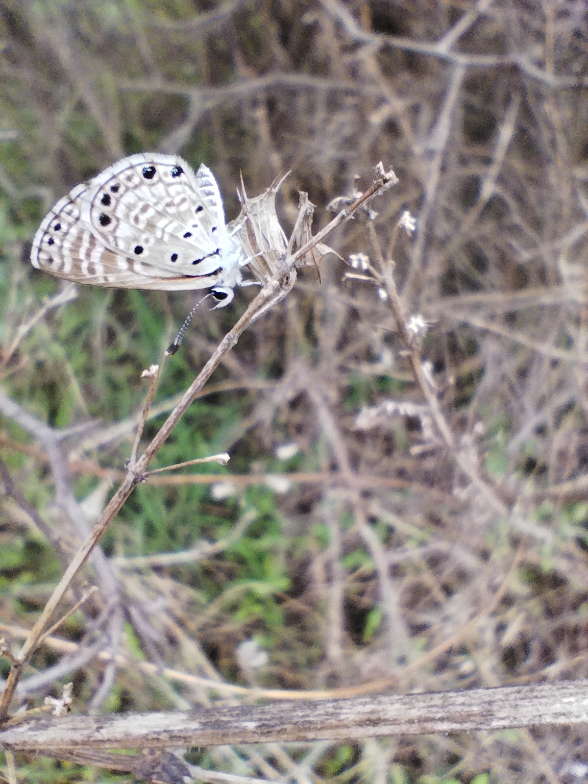 African Babul Blue