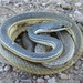 Sonoran Whipsnake - Photo (c) Michael Price, some rights reserved (CC BY-NC-ND), uploaded by Michael Price
