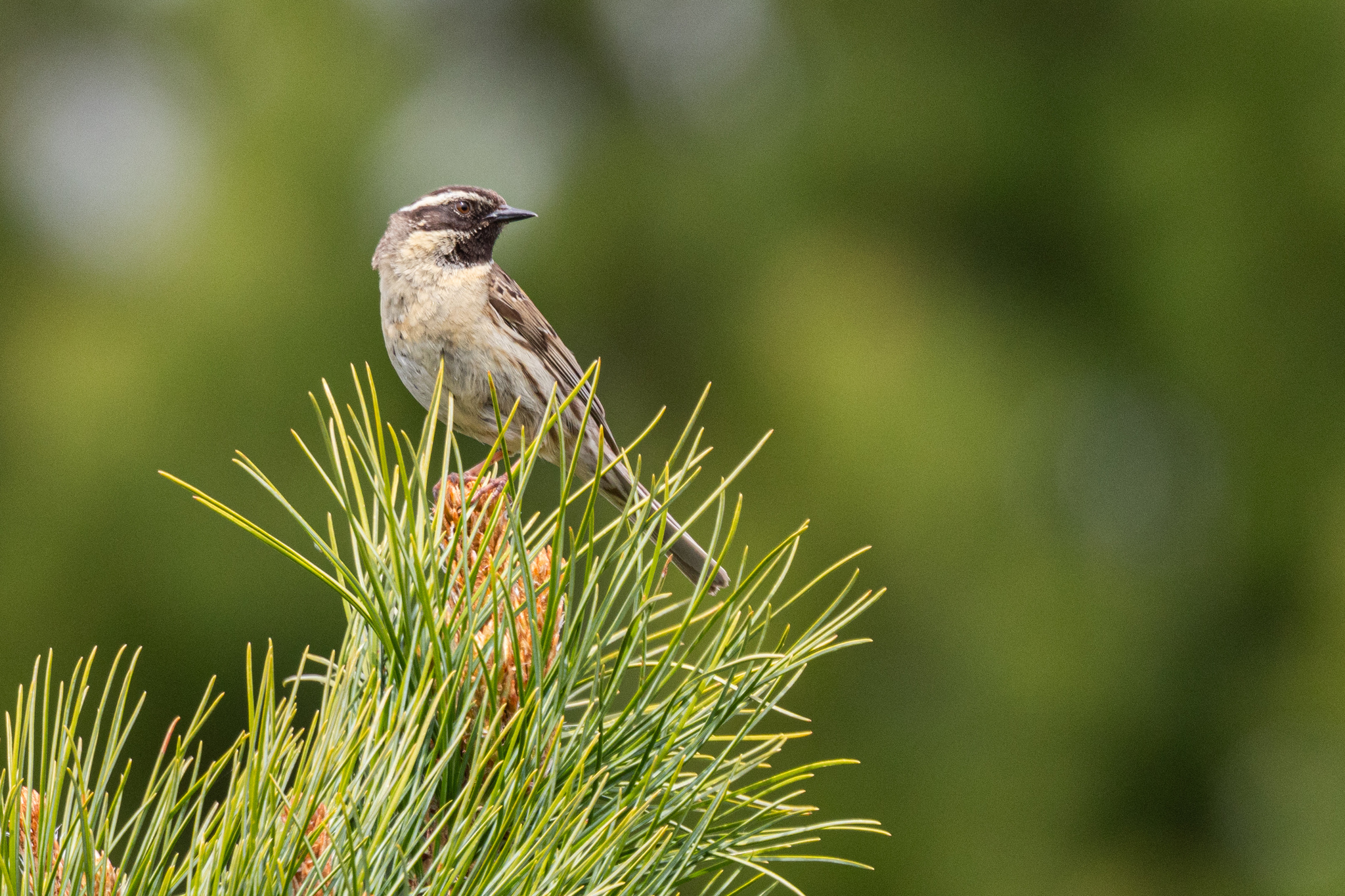 Black-throated Accentor (Prunella atrogularis), photo 10