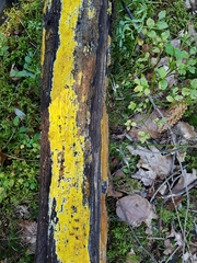 Phlebiodontia subochracea