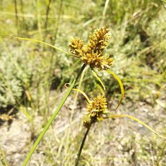 Cyperus manimae asperrimus