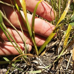 Cyperus manimae asperrimus