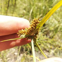 Cyperus manimae asperrimus