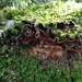 Amylostereum areolatum - Photo (c) bodhiheera,  זכויות יוצרים חלקיות (CC BY-NC), הועלה על ידי bodhiheera