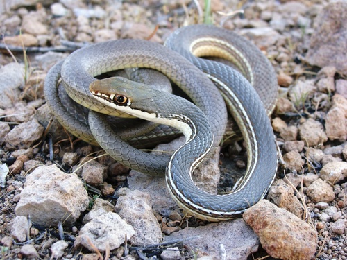 Sonoran Whipsnake