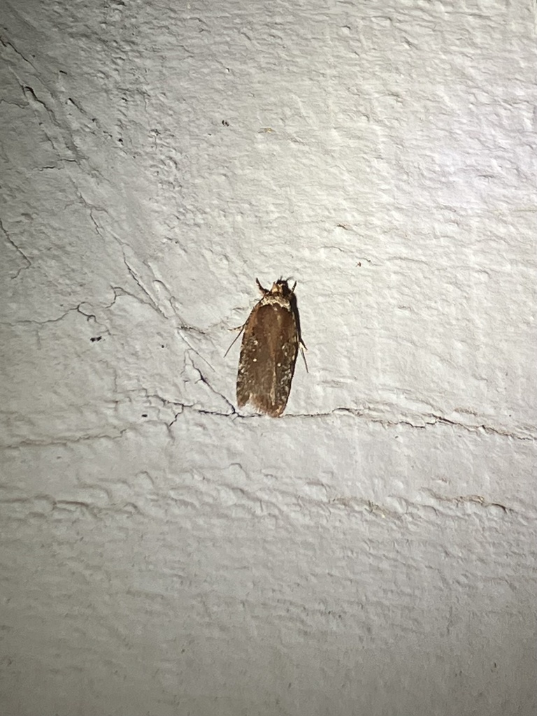 Walsingham's Agonopterix Moth