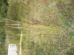 Thinopyrum elongatum