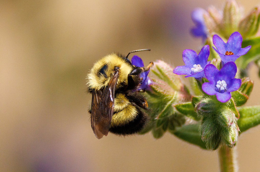 Half-black Bumble Bee from W Salnave Rd, Cheney, WA, US on June 14 ...