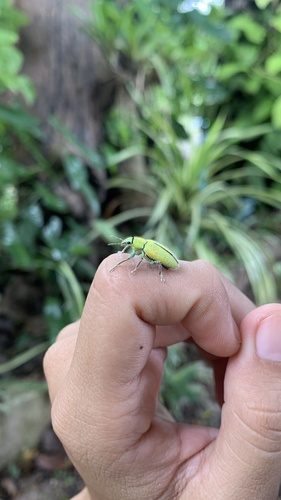 Gold-dust Weevil