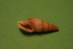 Ophiodermella grippi