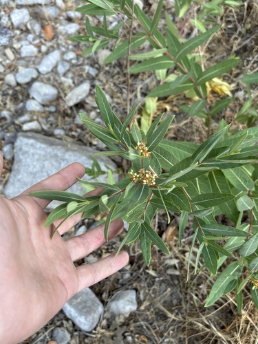 Apocynum cannabinum