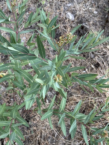 Apocynum cannabinum