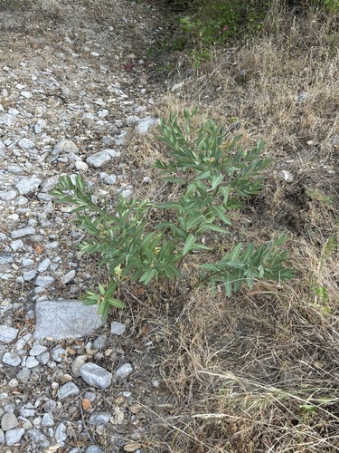Apocynum cannabinum