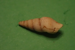 Ophiodermella grippi