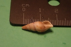 Ophiodermella grippi