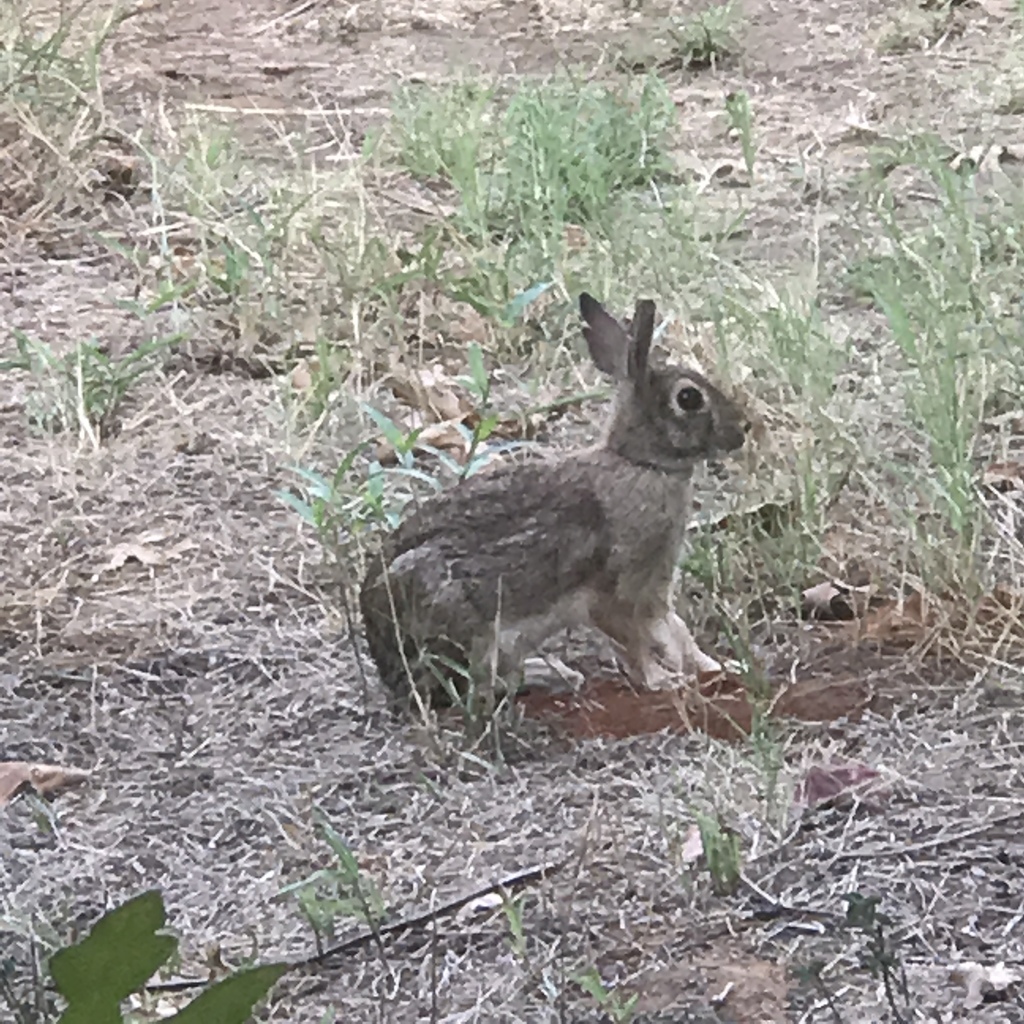 Eastern Cottontail from 200 Oak Ridge Ln, Argyle, TX, US on September ...
