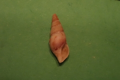 Ophiodermella grippi