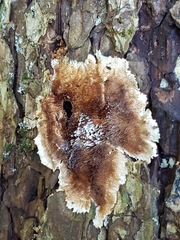 Steccherinum tenuispinum