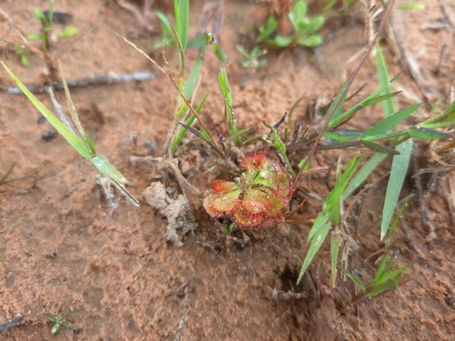 tropical sundew