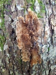 Steccherinum tenuispinum