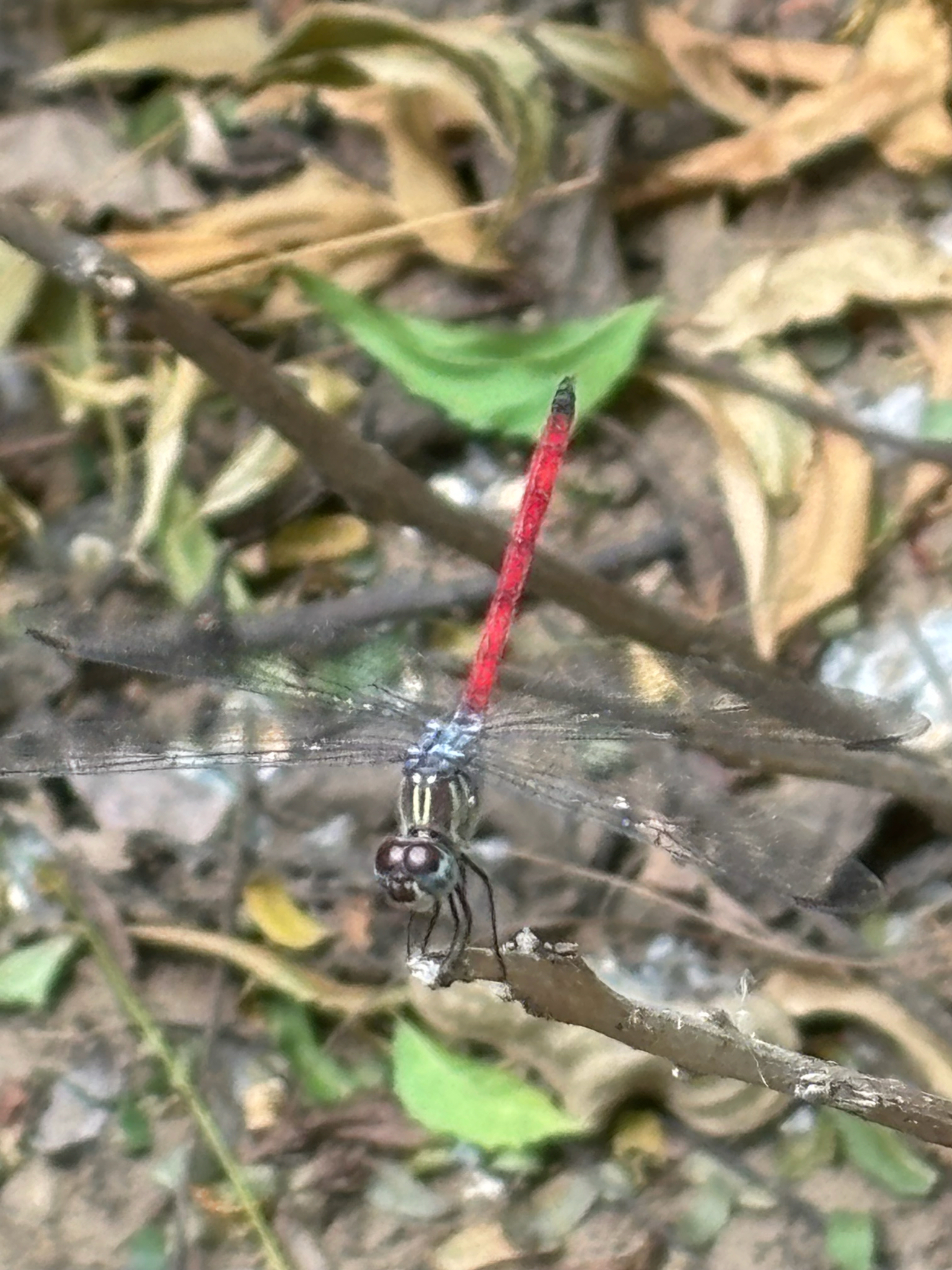 Asiatic Bloodtail