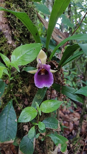 Warczewiczella discolor, photograph 2