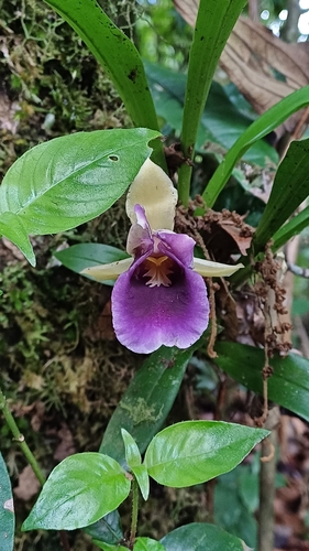 Warczewiczella discolor, photograph 3
