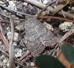 Homorthodes rectiflava