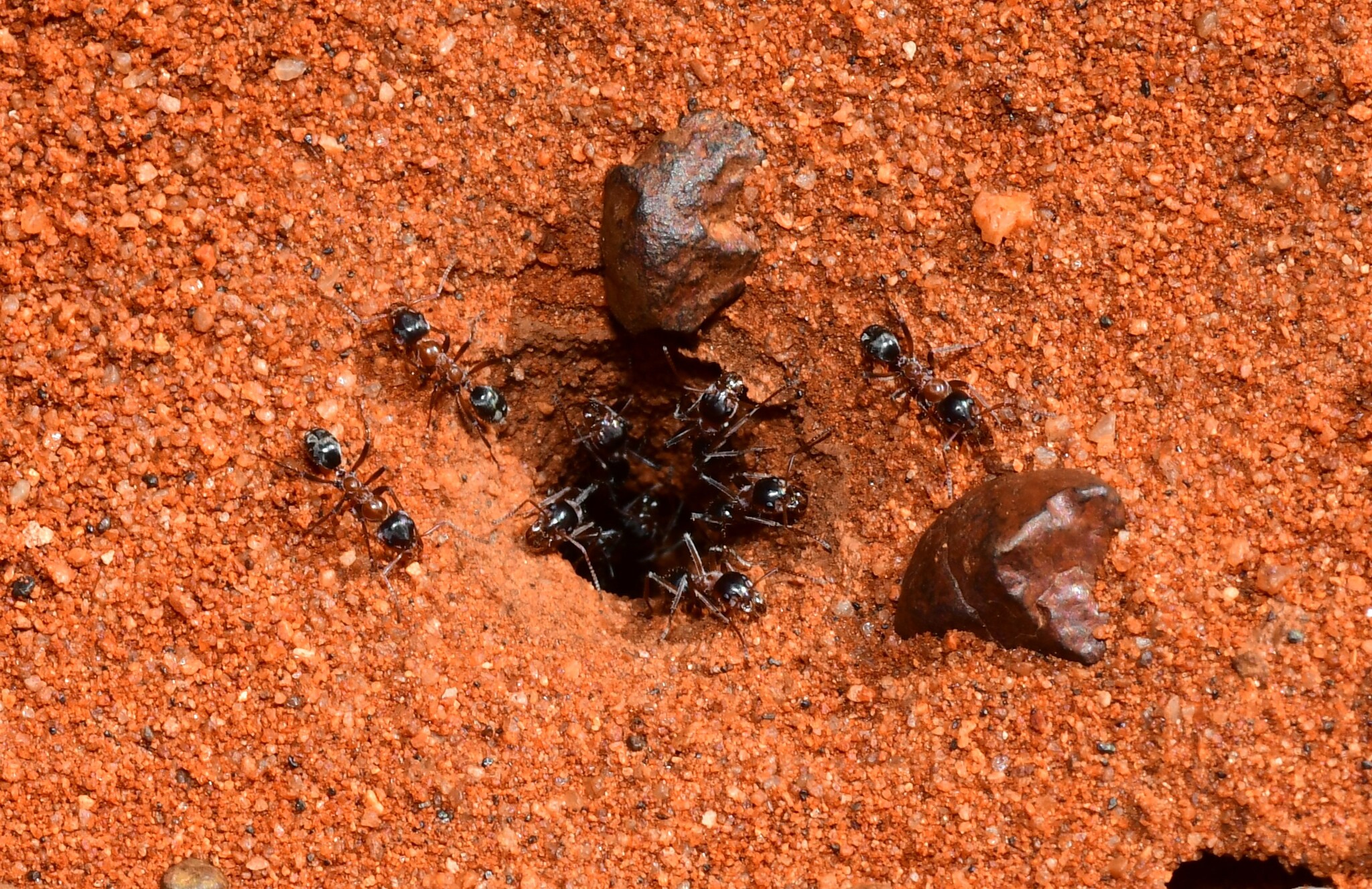 Iridomyrmex cappoinclinus