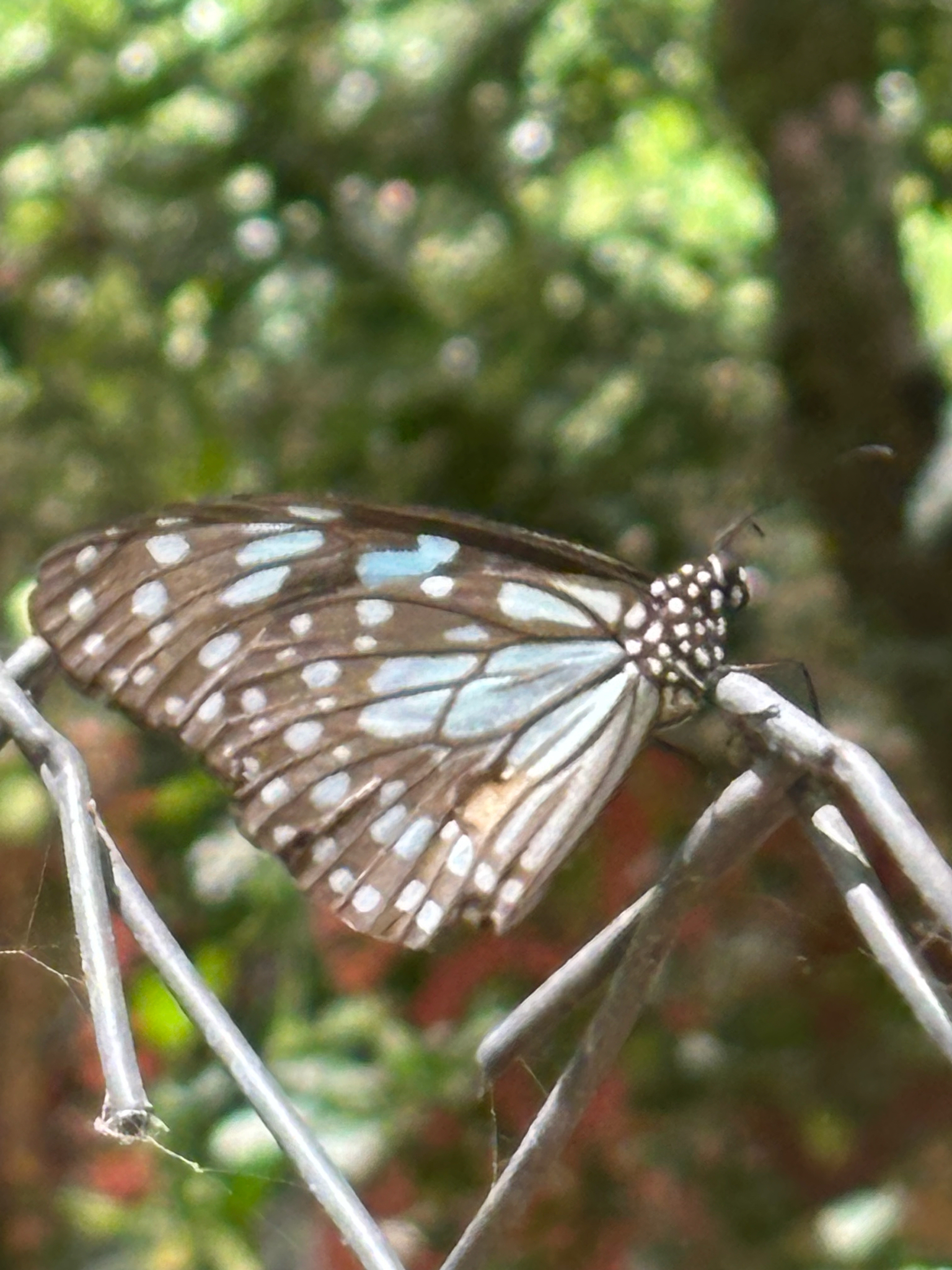 Blue Tiger