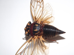 Macrotristria angularis