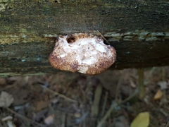 Amylocystis lapponica