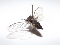 Physeema labyrinthica