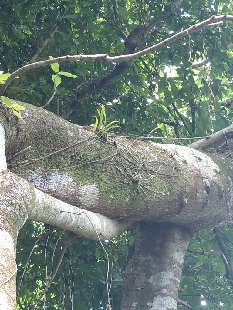 Taeniophyllum marianense