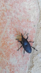 Cactophagus spinolae validus