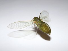 Chlorocysta vitripennis