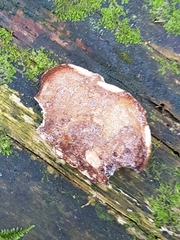 Amylocystis lapponica