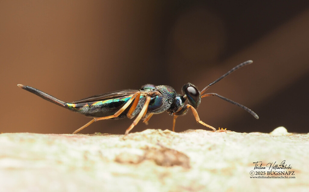 Balcha from Kurunegala, Sri Lanka on April 6, 2025 at 09:25 AM by ...