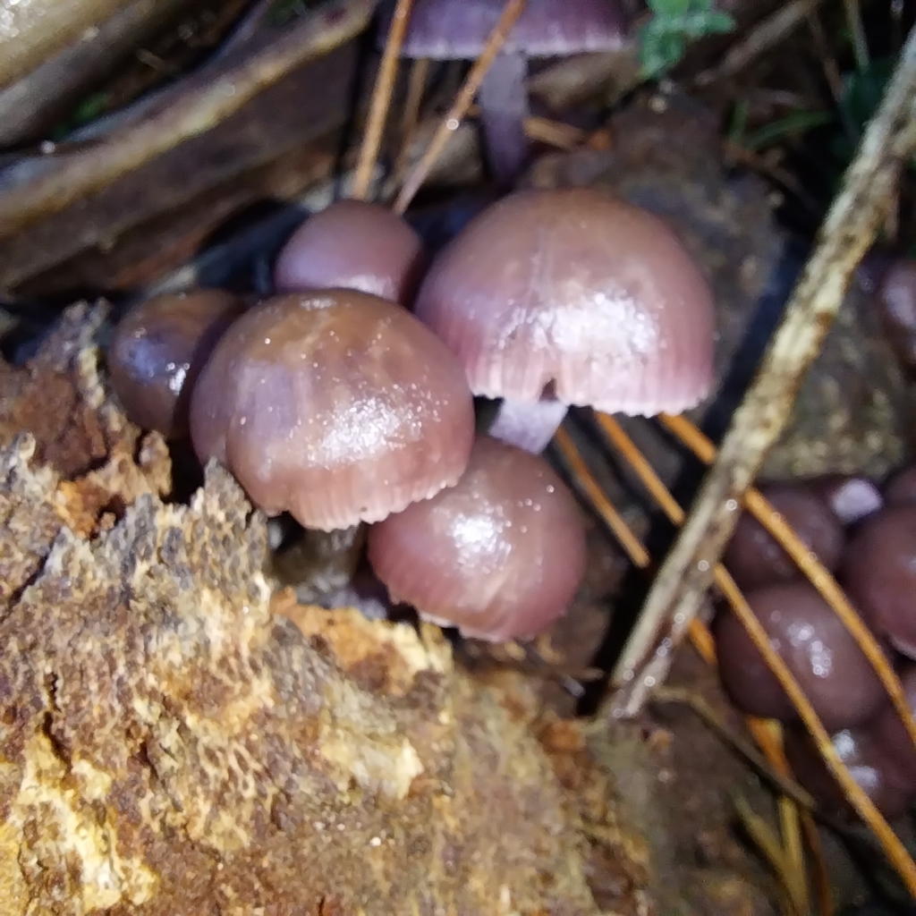 Mycena clarkeana · June 2025 · photo: © kiwialli (iNaturalist, cc-by)