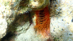 Ctenoides scaber