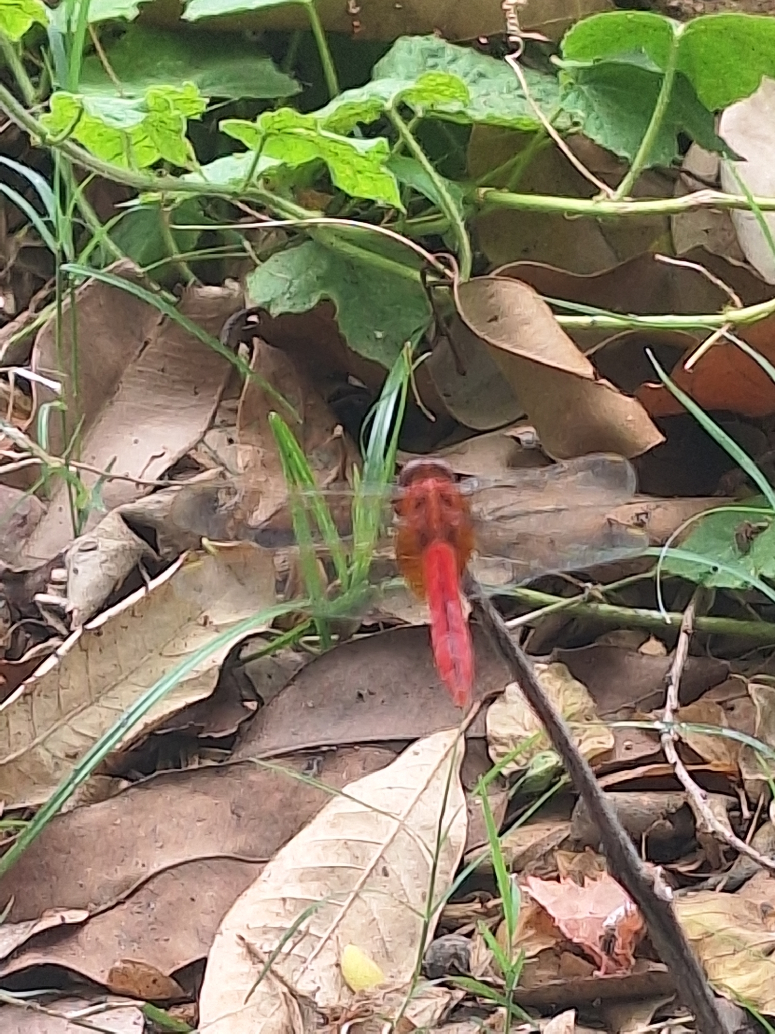 Scarlet Skimmer
