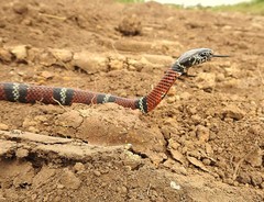 Erythrolamprus bizona